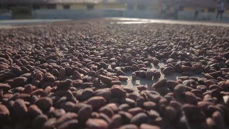Slow-close-up-from-right-to-left-of-an-endless-pile-of-cocoa-beans-drying-in-the-sun