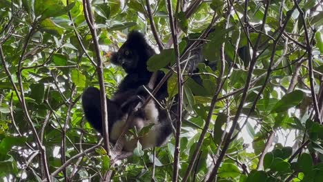 An-Indri-Lemur-in-a-tree-snacking