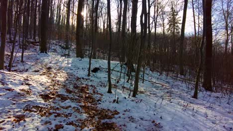 Aufnahme-Von-Goldenem-Winterlicht,-Das-Durch-Den-Alpinen-Wald-Scheint,-Der-Während-Der-Morgenzeit-Mit-Einer-Frischen-Schneedecke-Bedeckt-Ist