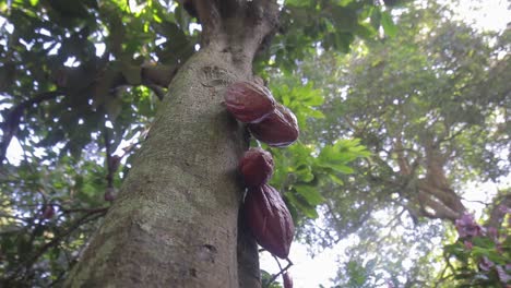 Gruppe-Von-Roten-Kakaofrüchten,-Die-An-Einem-Baum-Hängen