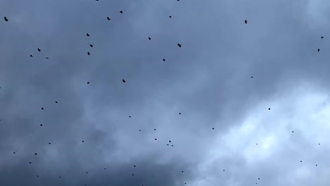 Schwarm-Schwarzer-Vögel,-Die-Gegen-Den-Grauen-Bewölkten-Himmel-Fliegen-2
