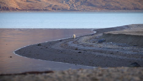 Polar-bear-strolling-around-on-the-beach