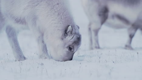 Vaca-De-Reno-Y-Ternero-Alimentándose-En-Nieve-Fresca