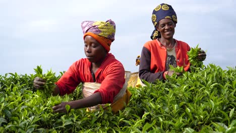 Rwanda-Women-Plucking-Tea-Leaves-on-Africa-Plantation,-Slow-Mo