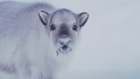 A-young,-adorable-and-curious-reindeer-calf-sniffing-and-checking-out-the-camera