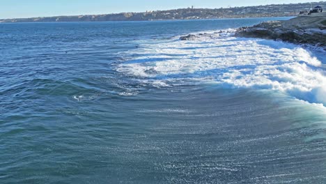 Drone-shot-showing-horizonlline-of-beautiful-wave-breaking-while-Sea-Lions-play-and-surf-while-pelicans-fly-by-during-King-Tide-in-La-Jolla,-California