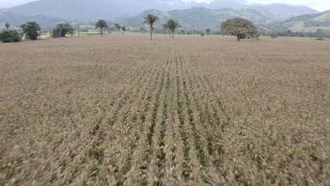 Maisanbau-Auf-Dem-Gebiet-Von-Venezuela