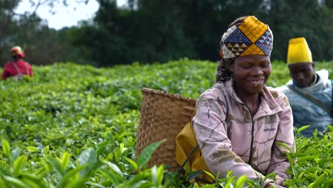 Glückliche,-Lächelnde-Ruanda-frauen,-Die-Auf-Afrika-teeplantagenfarmfeldern-Arbeiten