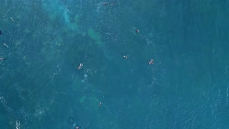 Drone-shot-straight-down-of-Sea-lions-playing-in-blue-ocean-without-birds-in-shot,-La-Jolla,-California-during-king-tide