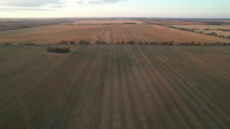 Straight-lines-of-harvested-wheat-fields-twilight-aerial-toward-farmland