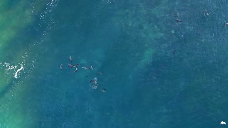 Drone-shot-turning-while-sea-lions-play-and-float-in-blue-ocean-and-birds-fly-by-during-king-tide-in-La-Jolla-California