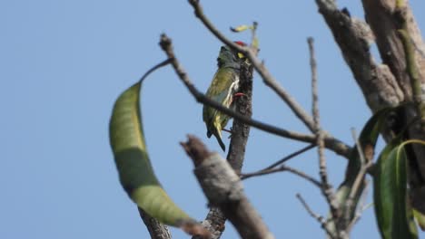 Coppersmith-Barbet-in-tree-waiting-.-food-