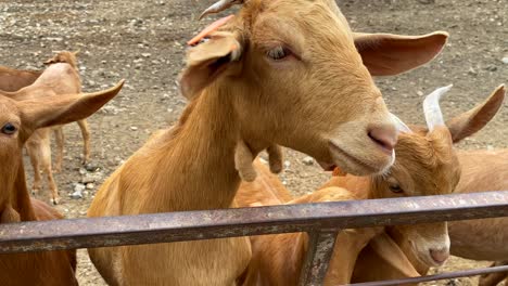 Big-herd-of-cute-goats,-animals-flock-at-a-farm-in-Spain,-farm-to-table,-ecological-farming,-4K-shot