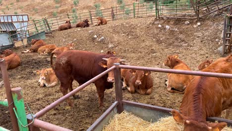 Vacas-Relajándose-Y-Comiendo-Heno-Y-Pasto-Seco,-Animales-En-Una-Granja-En-España,-De-La-Granja-A-La-Mesa,-Agricultura-Ecológica,-Toma-De-4k
