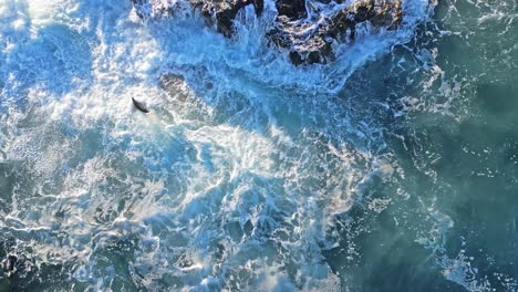 Drone-shot-of-Sea-lions-in-ruff-surf-near-cliff-trying-to-get-onto-rocks-in-La-Jolla,-California-during-king-tide
