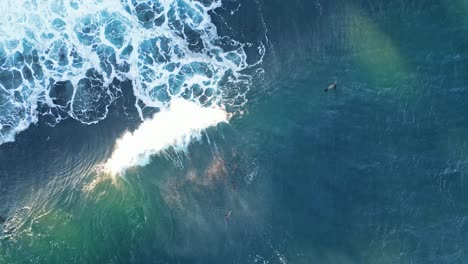 Drone-shot-straight-down-with-sea-lions-playing-and-floating-in-blue-ocean-as-wave-washes-over-them-during-King-Tide-in-La-Jolla,-California