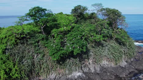 Pelikane,-Die-In-Den-Bäumen-Einer-Kleinen-Insel-In-Costa-Rica-Ruhen