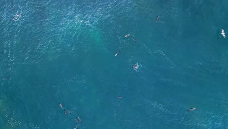 Drone-shot-straight-down-while-sea-lions-play-and-float-in-blue-ocean-while-lots-of-birds-fly-by-during-King-Tide-in-La-Jolla,California