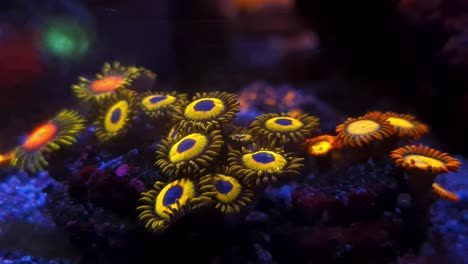 Schönes-Dekoratives-Korallenriff-In-Form-Einer-Gelben-Blume-In-Einem-Aquarium