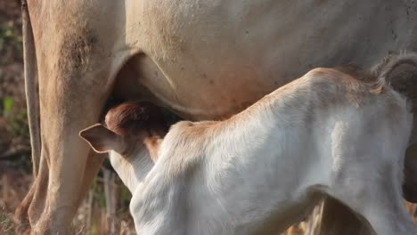 Vaca-Bebé-Bebiendo-Leche-En-Su-Mamá