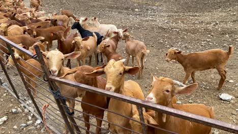 Big-herd-of-brown-and-black-goats,-animals-flock-at-a-farm-in-Spain,-farm-to-table,-ecological-farming,-4K-shot