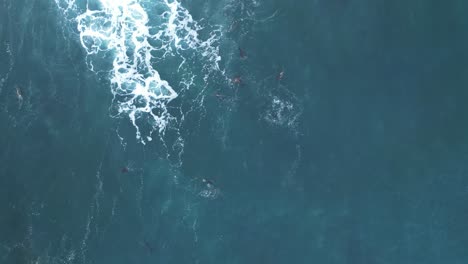 Drone-shot-straight-down-of-Sea-lions-playing-in-ocean-with-waves-and-pelican-flys-by-in-La-Jolla,-California-during-king-tide