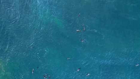 Drone-shot-straight-down-while-sea-lions-play-and-float-in-blue-ocean-while-birds-fly-by-during-king-tide-in-La-Jolla,-California