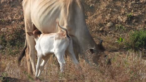 Bebé-Vaca-Bebiendo-Leche-Materna