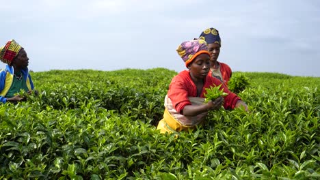 Rwandan-Female-Tea-Plantation-Workers-in-Nyungwe,-Slow-Motion