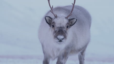 Curious-female-reindeer-sniffing-around.-Svalbard-Reindeer-species