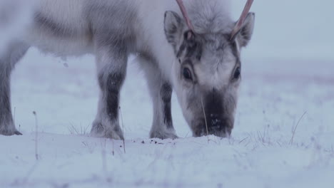 Reindeer-cow-and-calf-feeding-in-fresh-snow