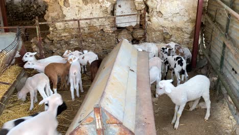 Kleine-Lämmer,-Babytiere-Auf-Einem-Bauernhof-In-Spanien,-Farm-To-Table,-ökologische-Bewirtschaftung,-Einzigartiges-Dalmatinisches-Schaffell,-4k-Statische-Aufnahme