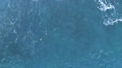 Tiro-Directo-Hacia-Abajo-Con-Leones-Marinos-Surfeando-Y-Saltando-Mientras-Los-Pelícanos-Vuelan-Durante-La-Marea-Real-En-La-Jolla,-California
