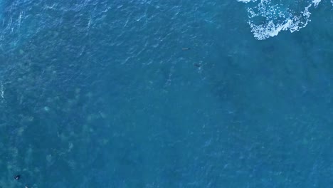 Done-Direkt-Nach-Unten-Geschossen-Mit-Surfenden-Und-Springenden-Seelöwen,-Während-Ein-Pelikan-Während-Der-King-Tide-In-La-Jolla,-Kalifornien,-Vorbeifliegt
