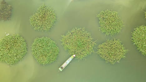 Person-Im-Boot,-Die-Grüne-Prunkwinde-Aus-Geometrischen-Kreisförmigen-Pflanzen-Auf-Einem-See-In-Südostasien-Erntet