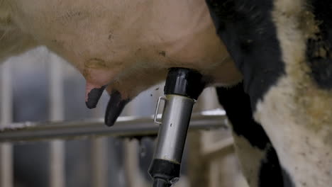 Automated-milking-machine-use-laser-guide-for-teat-attachment,-dairy-farm