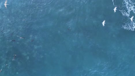 Fertig-Geschossen-Direkt-Nach-Unten-Mit-Seelöwen,-Die-Surfen-Und-Springen,-Während-Viele-Pelikane-Während-Der-Königsflut-In-La-Jolla,-Kalifornien,-Vorbeifliegen