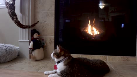 House-cat-sitting-by-the-warm-fireplace-in-winter-and-feeling-smug