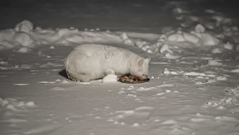 Time-lapse-shot-of-wild-white-cat-eating-food-outdoors-on-snowy-winter-day