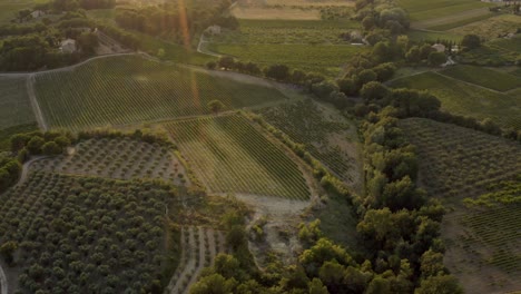 Olivenbaumplantagen-Und-Weinberge-In-Der-Wunderschönen-Provence-In-Frankreich
