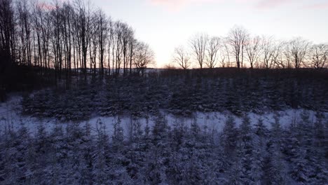 Aerial-Flyover-Noble-Fir-and-Nordmann-Fir-Surrounded-By-Snowy-Countryside-Fields-and-Dawn-In-Winter---Dolly-Shot