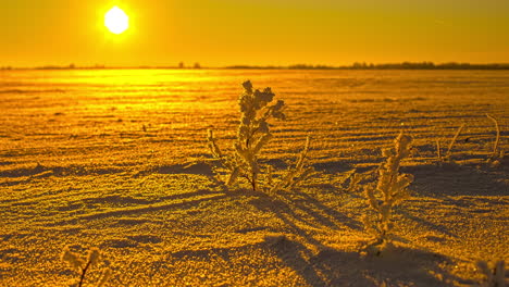 Snowy-plants-on-snow-covered-farm-field-waving-in-wind-during-beautiful-golden-sunset-in-background---Low-angle-time-lapse-shot