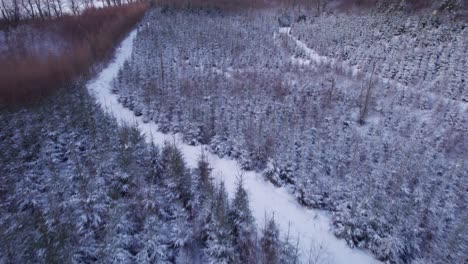 Paisaje-Invernal-épico-Con-Campos-Y-árboles-Cubiertos-De-Nieve---Tiro-Inclinado-Y-Tiro-Rodante