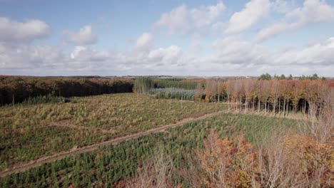 Drone-low-level-flying-over-mixed-forest-in-Denmark---Dolly-Shot