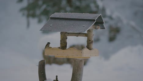 Small-bird-fighting,-flying,-searching,-and-eating-food-in-a-birdhouse-in-winter-with-nature-covered-in-snow-captured-in-slow-motion-in-240fps