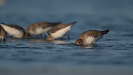 Pájaros-De-Invierno-Zarapito-Sandpiper-Deambulando-Por-Comida-En-La-Tierra-Pantanosa-Poco-Profunda-Con-Marea-Baja
