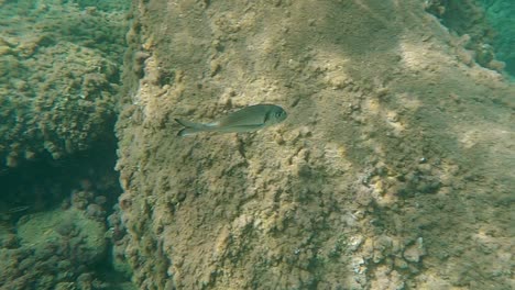 Close-up-underwater-view-of-gilthead-sea-bream-fish-swimming-in-clear-seawater-on-rocky-seabed