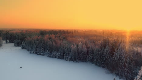 4k-Verschneiter-Wald-Am-Frostigen-Tag-Des-Winters