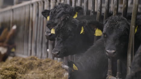 Several-black-cows-eat-straw-and-hay-in-an-industrial-feedlot-on-a-farm
