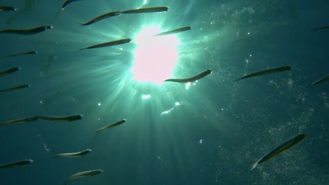 Close-up-underwater-view-of-fish-group-swimming-under-surface-of-clear-seawater-with-sunbeams-over-sea-water-surface